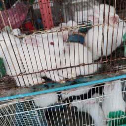 胖子宠物店:金华市永康市江南街道附近