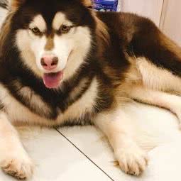 大嘴狗宠物诊所(南苑路店):金华市永康市江南街道附近