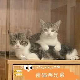 毛孩子的粮油铺宠物生活馆:衢州市龙游县龙洲街道附近