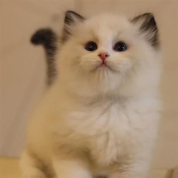 萌萌宠物会馆:舟山市定海区环城南路附近