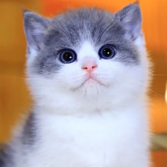 喵宠猫舍·猫猫宠物店:舟山市定海区环城南路附近