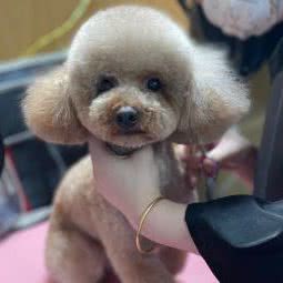 沐沐宠物:舟山市普陀区沈家门附近