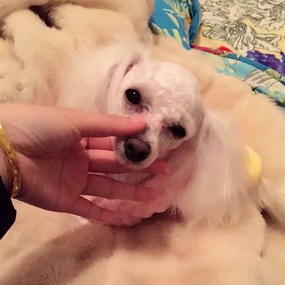 开心宠物家园:舟山市普陀区海莲路附近