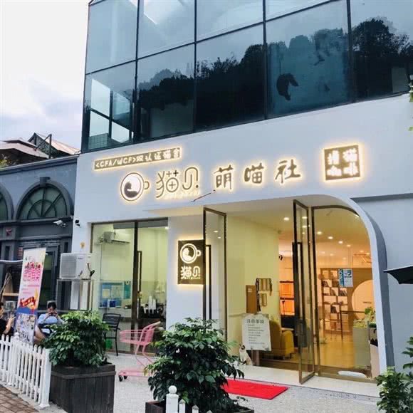 猫贝·猫咖猫舍·金渐层:台州市椒江区老城区附近