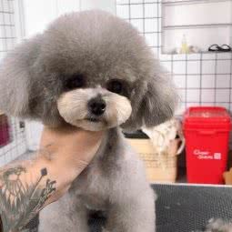 Summer宠物:台州市椒江区商业街商区附近