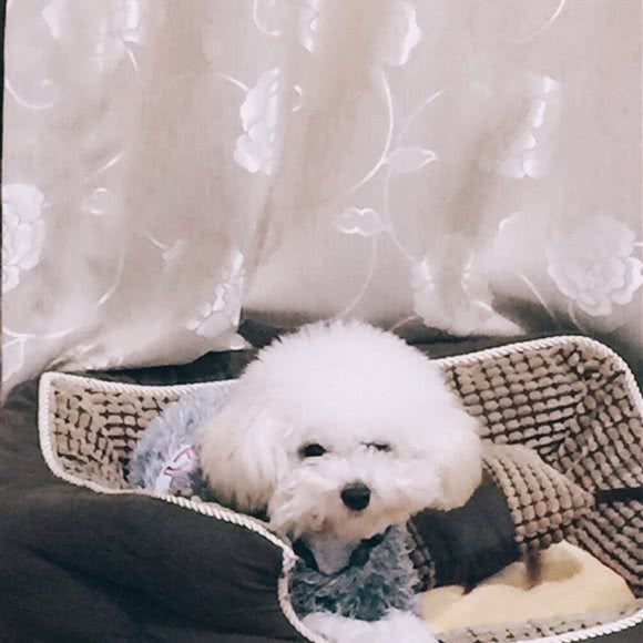 万千宠物:台州市椒江区商业街商区附近