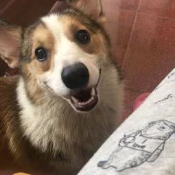 铭垭宠物诊所:台州市椒江区东山公园附近