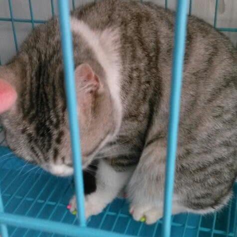 百司特宠物:台州市黄岩区西街附近