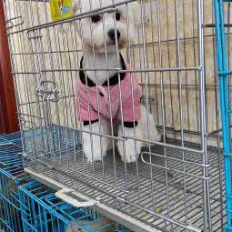 狗有猫腻生活馆:台州市临海市古城街道附近