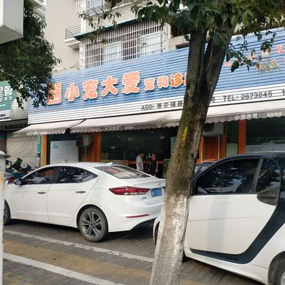 小宠大爱宠物诊所:丽水市莲都区银苑附近