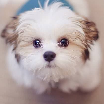 宠宠俱乐部(紫金路分店):丽水市莲都区宇雷路美食广场附近