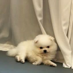 成奥宠物店:合肥市瑶海区和平路商业区附近