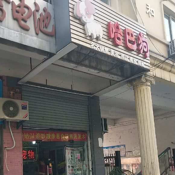 哈巴狗:合肥市瑶海区合裕路附近