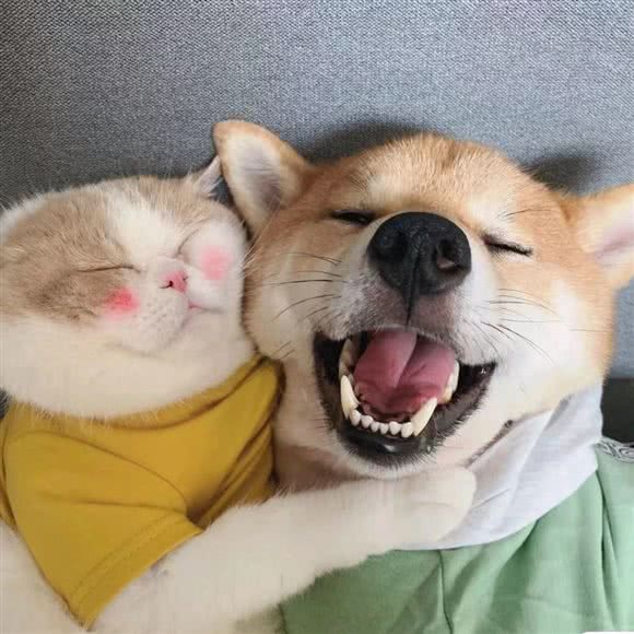 亨利宠物:合肥市庐阳区淮河路步行街附近