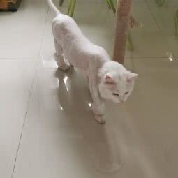 派多格狗狗美容店:北京城区昌平区沙河附近