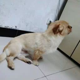 七房董宠物公馆二分店(七房董宠物公馆旗舰店):合肥市庐阳区四里河附近