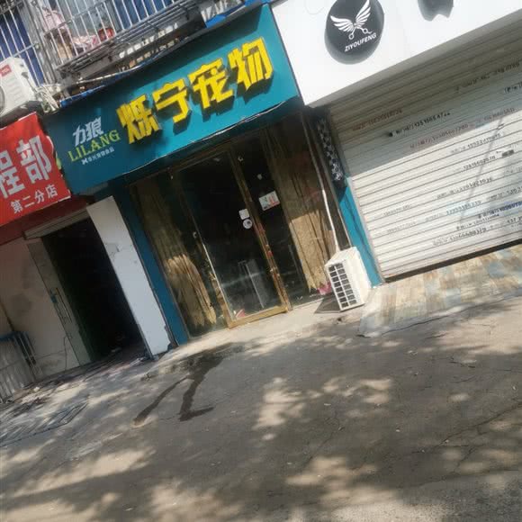 力狼烁宁宠物:合肥市庐阳区双岗附近