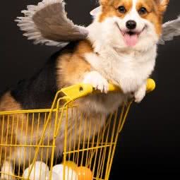 极光宠物摄影工作室:合肥市庐阳区沿河路附近