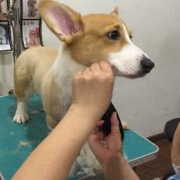 得意汪型宠物美容工作室(望京店):北京城区朝阳区望京附近