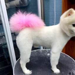 萌之佳宠物:北京城区昌平区沙河附近