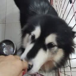 NICE宠物生活馆(东流路店):合肥市蜀山区天鹅湖万达广场附近