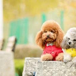 牧和邻宠物会所(宏福苑店):北京城区昌平区沙河附近