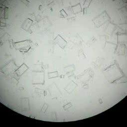 湖畔爱侣宠物医院:合肥市蜀山区天鹅湖万达广场附近