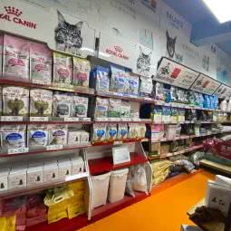 派多格宠物狗:北京城区昌平区沙河附近