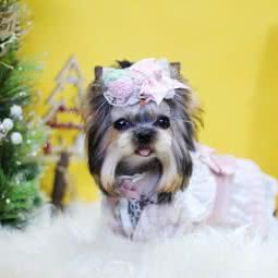 李君宠物造型工作室:合肥市蜀山区十里庙附近