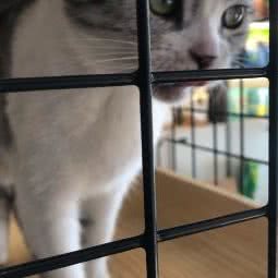 哈狗帮宠物店(青阳路店):合肥市蜀山区十里庙附近