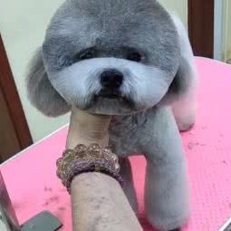 德旺宠物:北京城区昌平区沙河附近