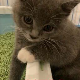 宠觅狗狗:合肥市蜀山区南七里站附近