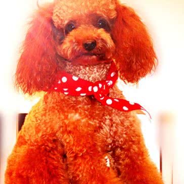 苹果宠物:合肥市蜀山区南七里站附近