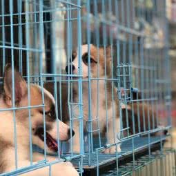 大地犬业:合肥市蜀山区南七里站附近