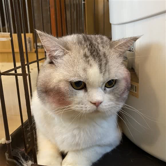 楼上的猫猫咖:合肥市蜀山区三里庵附近