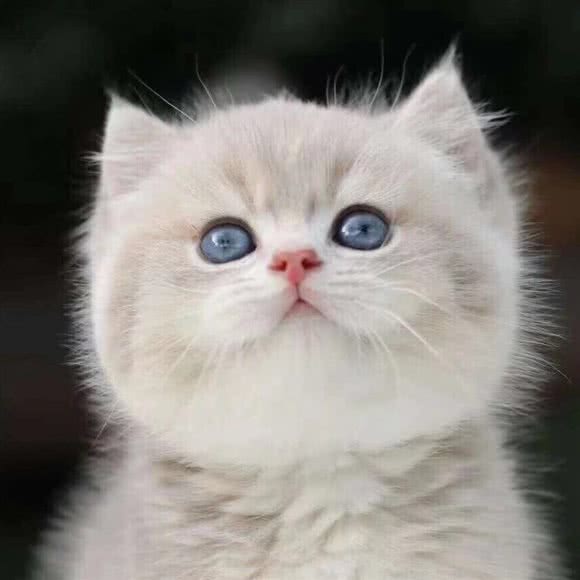 哆啦咪宠物猫舍·猫咪专售(之心城店):合肥市蜀山区三里庵附近