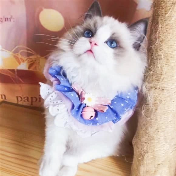 木兮猫咖:合肥市蜀山区三里庵附近