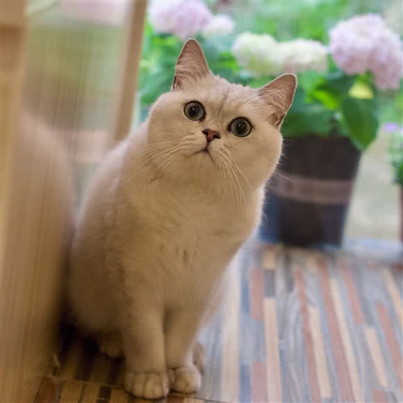 猫腻猫咖:合肥市蜀山区大学城附近