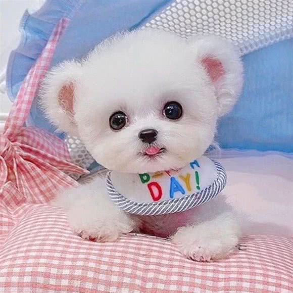 萌宠?繁殖基地(精品幼猫?幼犬专卖):合肥市蜀山区国购广场附近