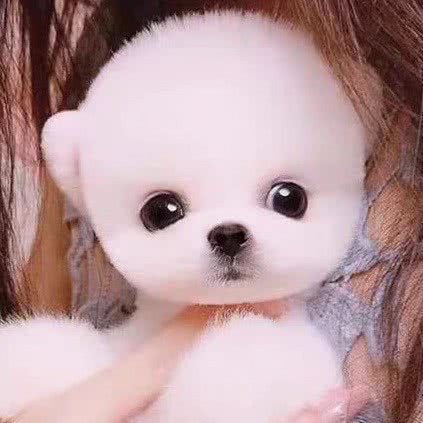 同城家养宠物繁殖基地?No1:合肥市蜀山区国购广场附近