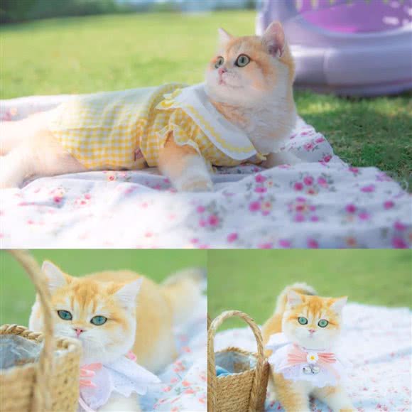 kiki宠物?猫咪售卖?猫舍:合肥市包河区万达广场附近