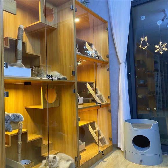 宠之梦·猫咪售卖:合肥市包河区万达广场附近