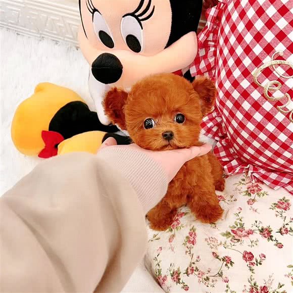 超咖精致私宠(包河区店):合肥市包河区滨湖世纪城附近