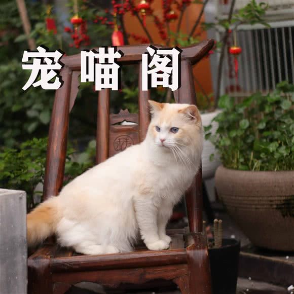 宠喵阁:合肥市包河区周谷堆附近