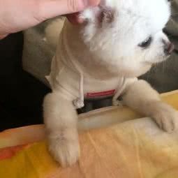 它宠生活馆:合肥市包河区芜湖路附近