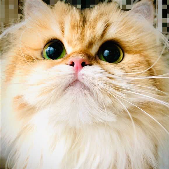 星耀猫舍:北京城区昌平区沙河附近