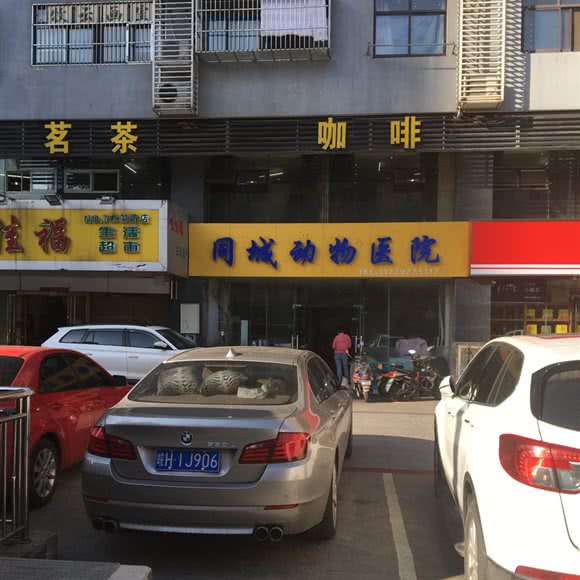 同城宠物医院:合肥市包河区徽州大道附近