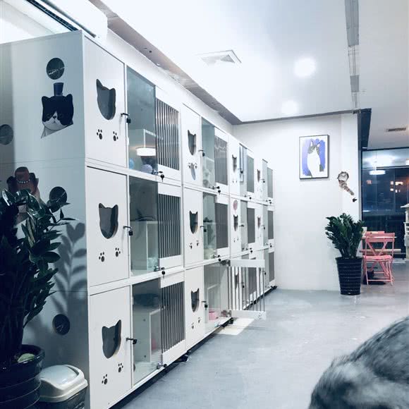 宠它·宠物:合肥市包河区太湖路附近