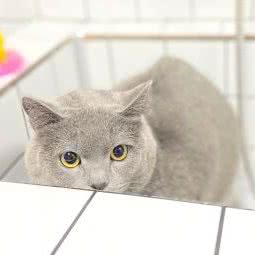 奶锅宠物园:合肥市包河区太湖路附近