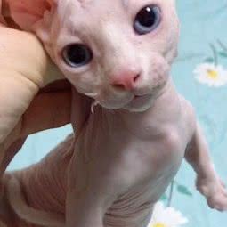 北京加拿大无毛猫专卖店:北京城区昌平区沙河附近